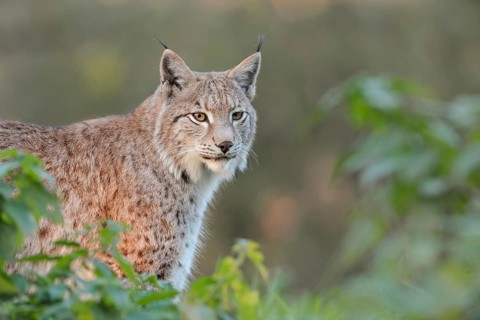 Brush ears and whiskers... Eurasian lynx, European lynx (Lynx lynx), adult animal with focussed