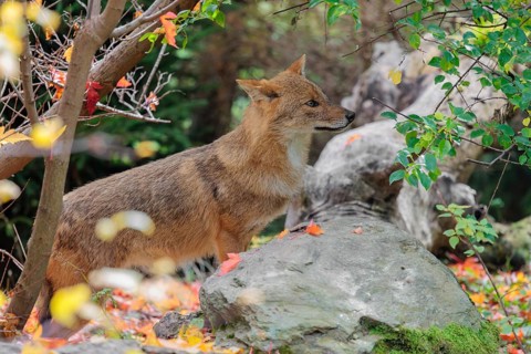 A golden jackal (Canis aureus) stands behind a rock between bushes at the edge of the forest