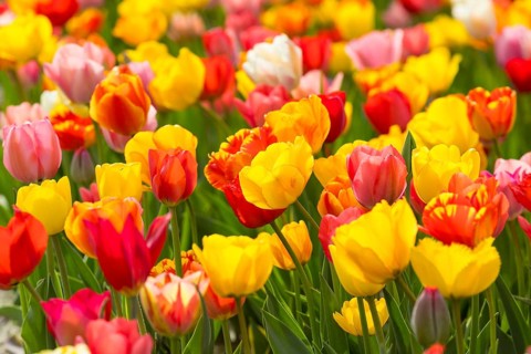 Colourful blooming tulips (tulpia) in a field for self-cutting flowers in Katzenberg, Nossen,