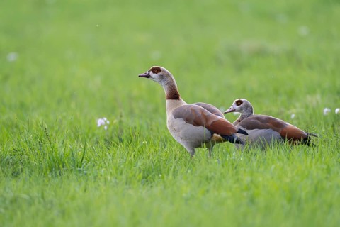 Egyptian goose (Alopochen aegyptiaca), Vulkaneifel, Rhineland-Palatinate, Germany