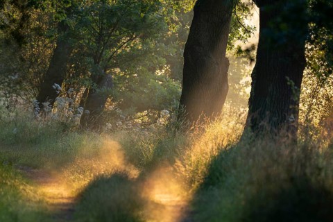 Forest path, trees, in the morning light, Lower Saxony, Germany
