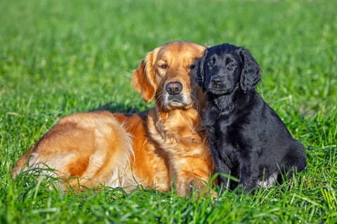 Golden retriever and black flat-coated retriever, cute 9-week-old puppy in field, gundog, hunting