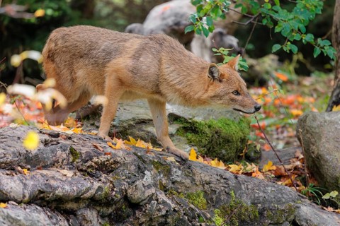 A golden jackal (Canis aureus) stands on a rotting tree lying on the ground between bushes and