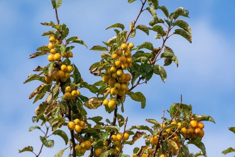Apple tree, crab apple (Malus sylvestris), Strucklahnungshörn, Nordstrand, Nordfriesland,