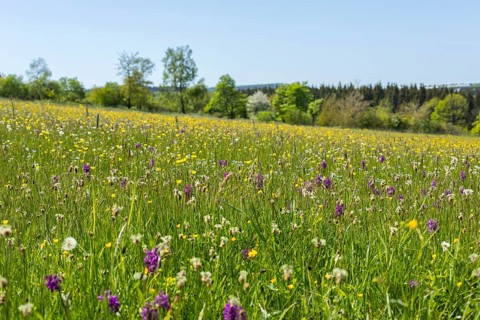 Klengelwiese on the Geisingberg in bloom, mountain meadow with rare plants, including orchids such