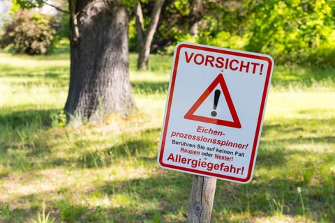 Caution sign, Beware of the oak processionary moth (Thaumetopoea processionea) in Wachwitzer