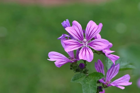 Common mallow (Malva sylvestris), flower in a meadow, medicinal plant, aromatic plant, medicinal