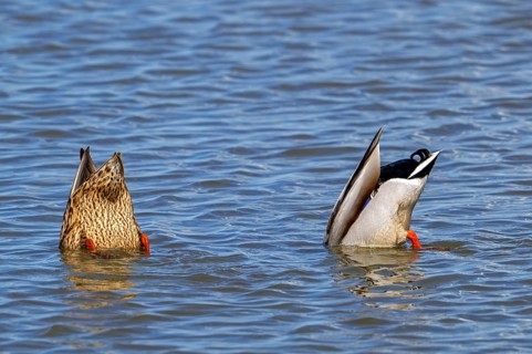 Mallard ducks (Anas platyrhynchos) male and female upend dabbling in lake to feed underwater