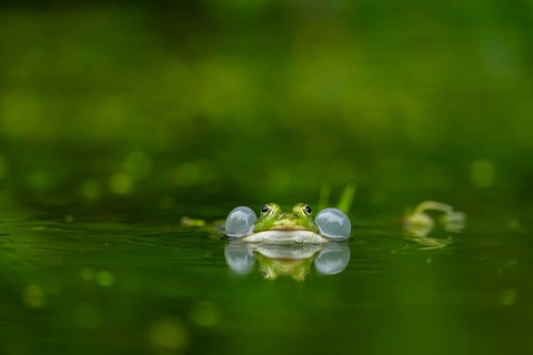 Edible frog (Pelophylax esculentus) in a little lake in the water, Bavaria, Germany