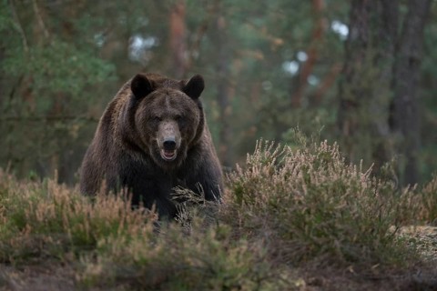 Direct eye contact... European brown bear (Ursus (genus), adult, particularly strong animal,