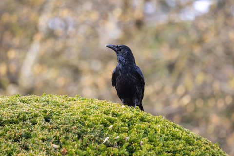 Crow, family of corvids (Corvidae) . Baden-Württemberg, Germany