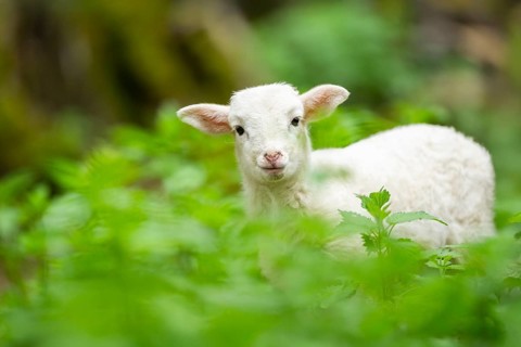 Domestic sheep (Ovis orientalis aries) lamb on a meadow, Bavaria, Germany