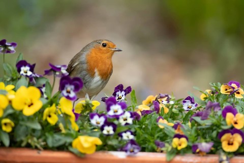 European robin (Erithacus rubecula) adult bird on garden plant pot with pansy flowers in spring,
