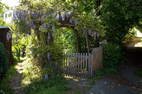 Wisteria in bloom, entwining an archway at the entrance to a garden, Altklotzsche, Dresden, Saxony,