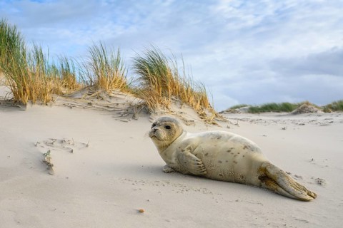 Common Seal (Phoca vitulina) juvenile in dunes, Spiekeroog, Germany