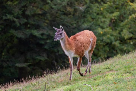 One male guanaco (Lama guanicoe) walks over a meadow on hilly ground