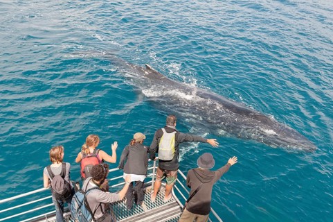 People on boat watching Humpback whale (Megaptera novaeangliae), Hervey Bay, Queensland, Australia