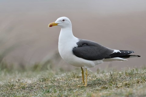 Gelbe Beine... Heringsmöwe *Larus fuscus* im Portrait