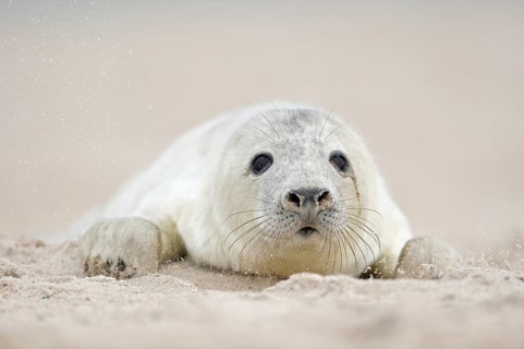 Grey seal (Halichoerus grypus), young animal crawls through the sand on the beach of Helgoland,