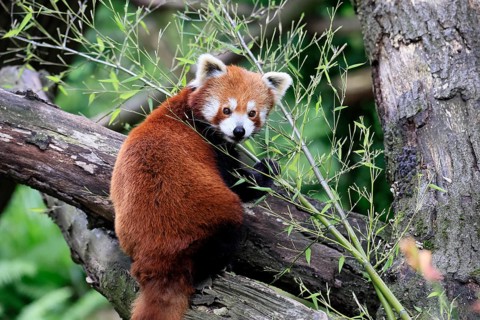 Western Red panda (Ailurus fulgens), adult, on tree trunk, Himalayas, Central Asia