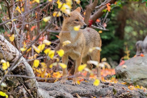 A golden jackal (Canis aureus) stands on a rotting tree lying on the ground between bushes and