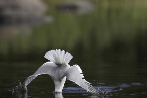 Mew Gull (Larus canus) flying, Sweden