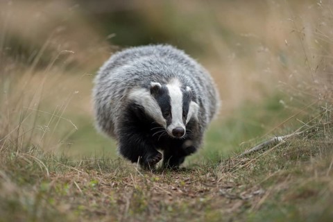 European badger (Meles meles) adult running on trail, North Rhine-Westphalia, Germany