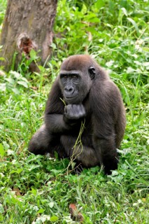 Western Lowland Gorilla (Gorilla gorilla gorilla), captive, South-West Region, Cameroon