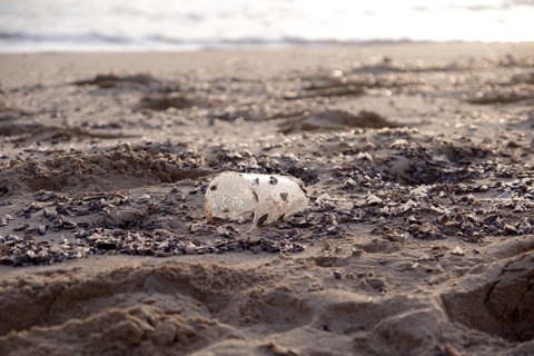 Plastic waste, pollution, Mediterranean Sea, Majorca, waste, A plastic cup washed up on the beach