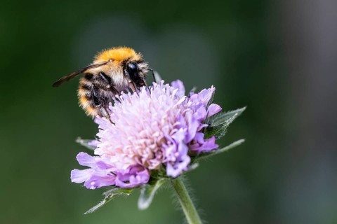 Light-coloured bumblebee (Bombus lucorum) on field widow flower (Knautia arvensis), Emsland, Lower
