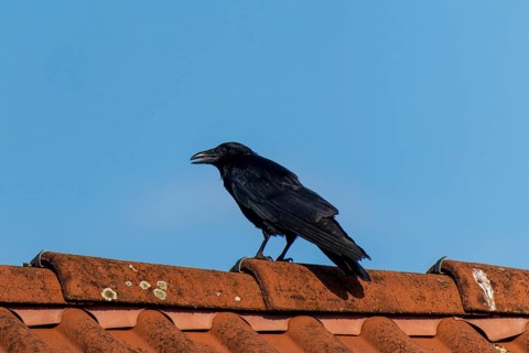 A black crow sitting on a red tiled roof under a blue sky, Raven crow (Corvus corone) wildlife,