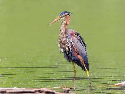 Purple heron (Ardea purpurea), standing attentively on a branch in the water, wildlife, birds,