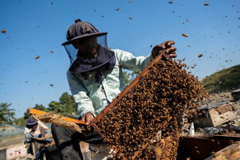 Beekeeper pulls honeycombs out of beehives to extract honey in a honey production unit near a