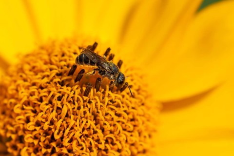 Wild bee (Osmia bicolor) collects pollen from a yellow flower, macro photograph, Ternitz, Lower