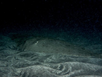 Butterfly ray (Gymnura altavela) resting on the sandy bottom at night, Playa dive site, Los