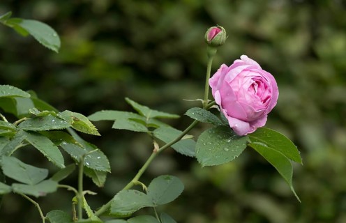 Rose (Rosa sp.) with raindrops, North Rhine-Westphalia, Germany