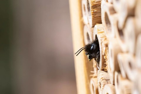 Horned mason bee (Osmia cornuta), looking out of its nesting tube, insect hotel, Oberhausen, Ruhr