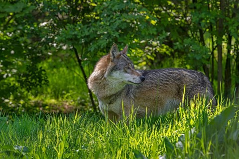 Eurasian wolf, European grey wolf (Canis lupus lupus) looking backward in thicket, underbrush at