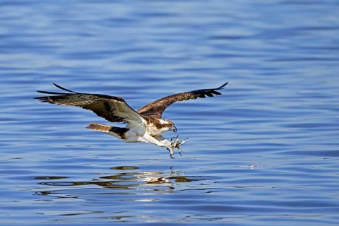 Western osprey (Pandion haliaetus) in flight, diving with feet stretched forward and open claws to