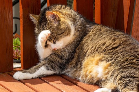 Felidae (Felis catus) lying relaxed on a wooden bench and cleaning itself in the sunlight, Ternitz,