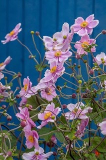 Autumn anemones in front of a blue wooden door, Brittany, France