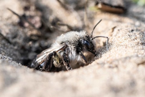 Ashy Mining Bee (Andrena cineraria), Emsland, Lower Saxony, Germany