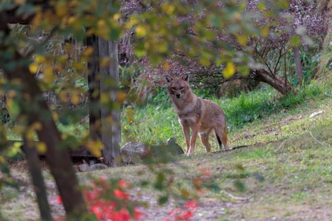 A golden jackal (Canis aureus) stands on a green meadow between bushes and rocks