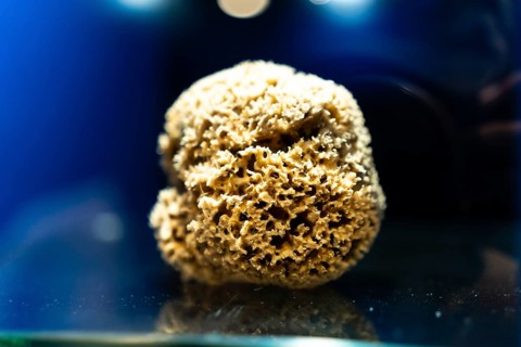 Close up of a dry, porous natural sea sponge displayed on a glass surface against a vibrant blue