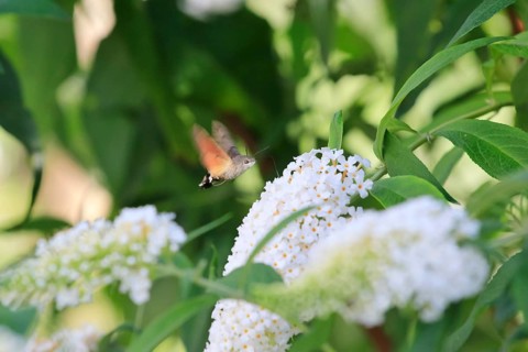 Dove tail (Macroglossum stellatarum), September, Saxony, Germany