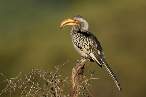 Geelsnaveltok zittend op struik, Southern Yellow-Billed Hornbill sitting on branch
