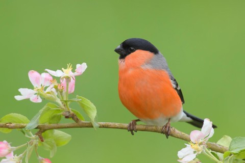 Eurasian bullfinch (Pyrrhula pyrrhula) male sitting on a branch with apple blossoms, bullfinch,