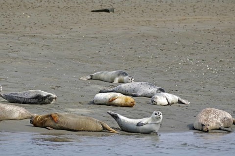 Several seals resting on a sandy beach in a coastal landscape, Fanö, North Sea, Jutland, Denmark