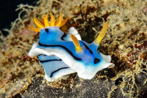 Nudibranch Dianas Chromodoris (Chromodoris dianae) Magnificent star slug Nudibranch, Pacific, Yap