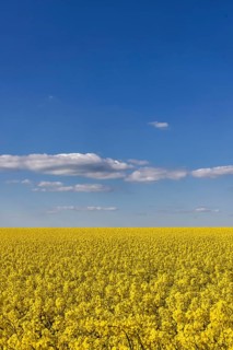 Rape field in bloom against a blue sky with clouds. Landscape near Dornstadt Baden-Württemberg,